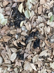 Nyctereutes viverrinus