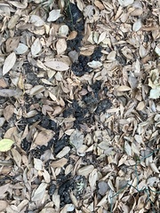 Nyctereutes viverrinus