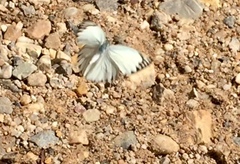 Appias libythea olferna