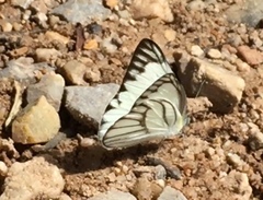 Appias libythea olferna