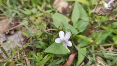 Viola inconspicua