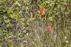 Kniphofia uvaria