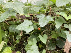 Cucumis maderaspatanus