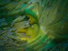 Heteractis magnifica