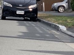 Phalacrocorax punctatus punctatus