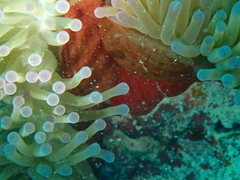 Heteractis magnifica