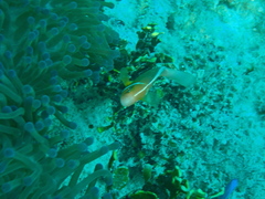 Amphiprion perideraion