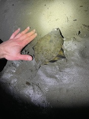 Platichthys stellatus