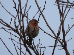 Haemorhous mexicanus