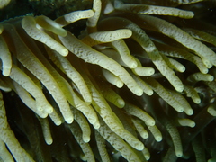 Heteractis crispa
