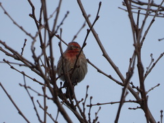 Haemorhous mexicanus