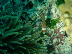Heteractis crispa