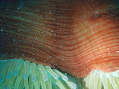 Heteractis crispa