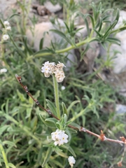 Cryptantha intermedia