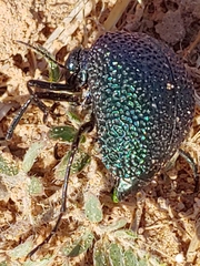 Cysteodemus wislizeni