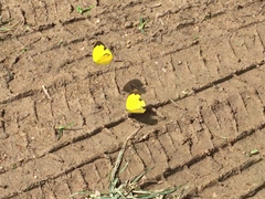 Eurema hecabe hecabe