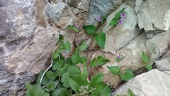 Mirabilis oxybaphoides