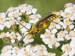 Lepturobosca chrysocoma