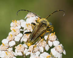 Lepturobosca chrysocoma