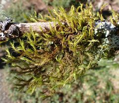 Dicranum fuscescens