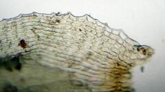 Dicranum fuscescens