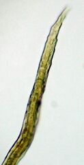 Dicranum fuscescens