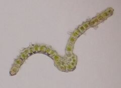 Dicranum fuscescens