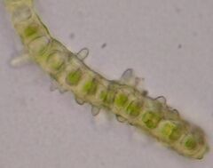 Dicranum fuscescens