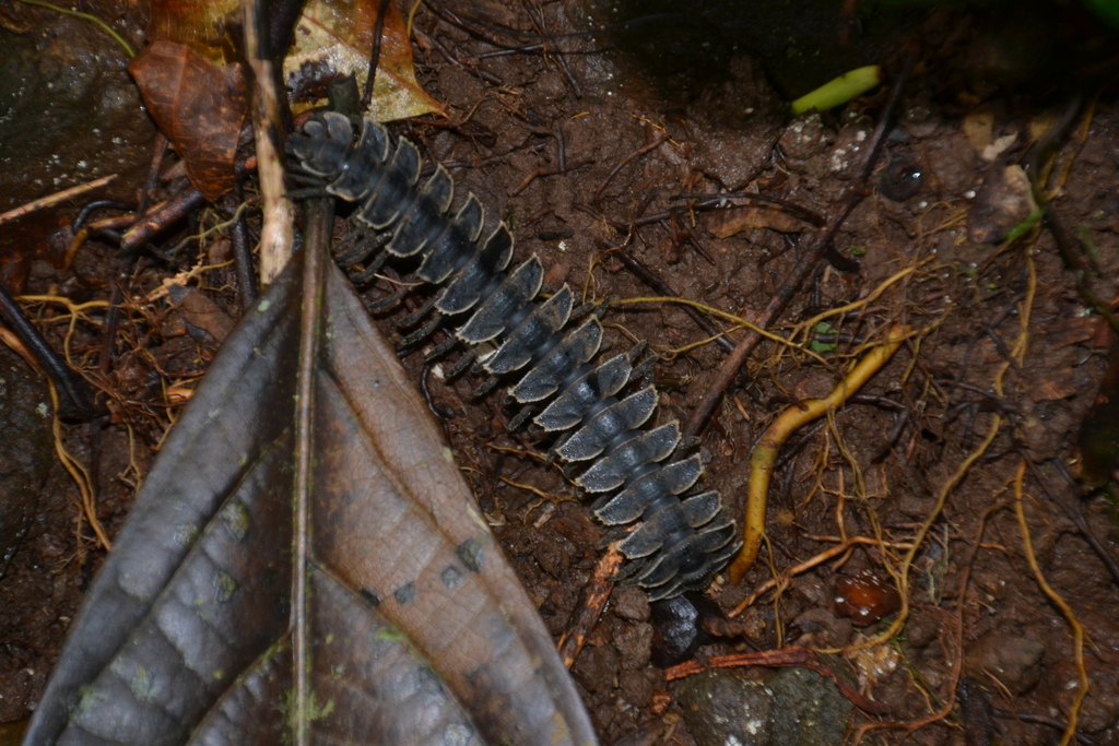 Tirodesmus