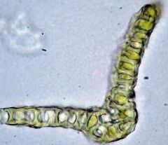 Dicranum fuscescens