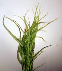 Dicranum fuscescens