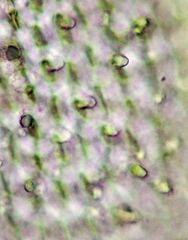 Dicranum fuscescens