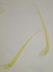 Dicranum fuscescens