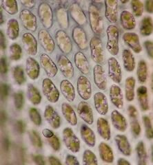 Dicranum fuscescens