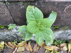 Coleus monostachyus