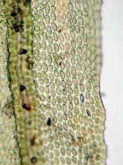 Dicranum fuscescens