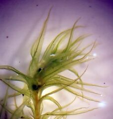 Dicranum fuscescens