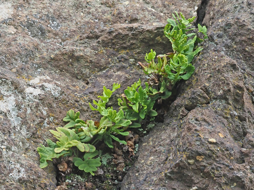 Polypodium image