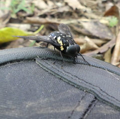 Triclista guttata