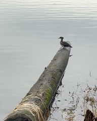Lophodytes cucullatus