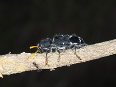 Trogodendron fasciculatum