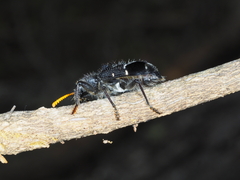 Trogodendron fasciculatum