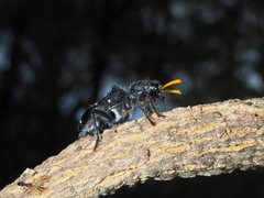 Trogodendron fasciculatum