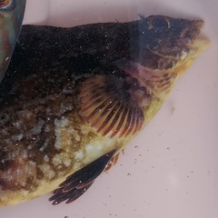 Hexagrammos otakii