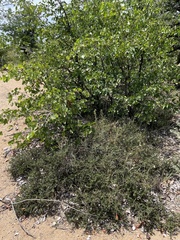 Boscia foetida minima