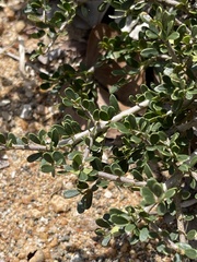 Boscia foetida minima