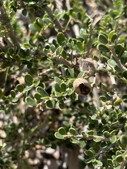Boscia foetida minima