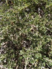 Boscia foetida minima