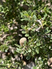 Boscia foetida minima