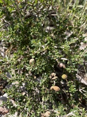 Boscia foetida minima